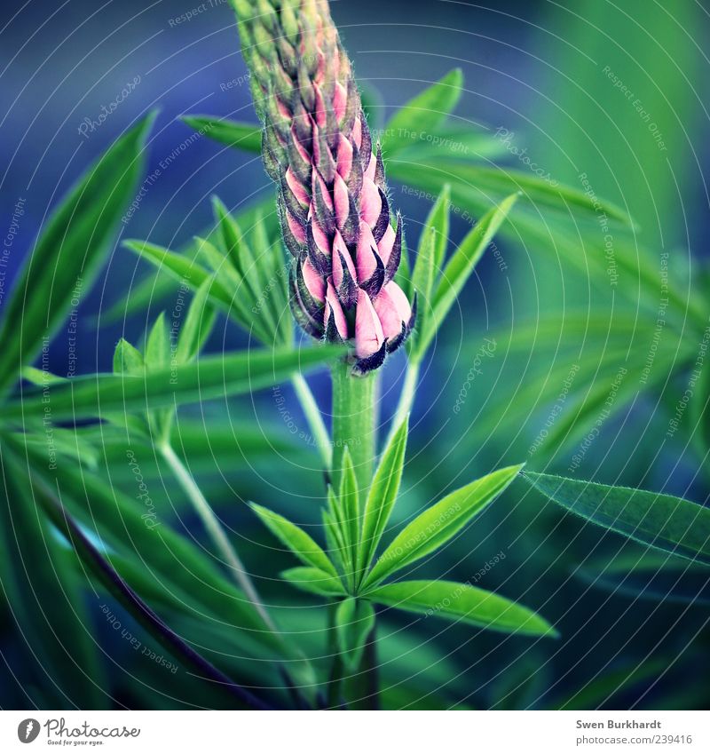 Hero in the garden field Environment Nature Plant Summer Flower Leaf Blossom Foliage plant Agricultural crop Wild plant Lupin Lupin blossom Lupin leaf
