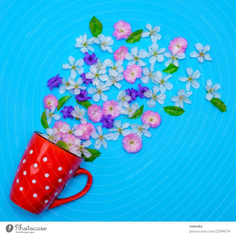 red ceramic mug with white polka dots Breakfast To have a coffee Coffee Cup Mug Summer Nature Plant Flower Blossoming Fresh Above Blue Green Pink Red White