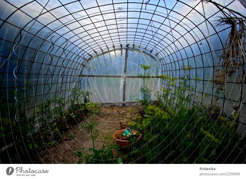 greenhouse Vegetable Tomato Dill Organic produce Sky Plant Agricultural crop Sapling Garden Greenhouse Blossoming Growth Blue Brown Colour photo Multicoloured