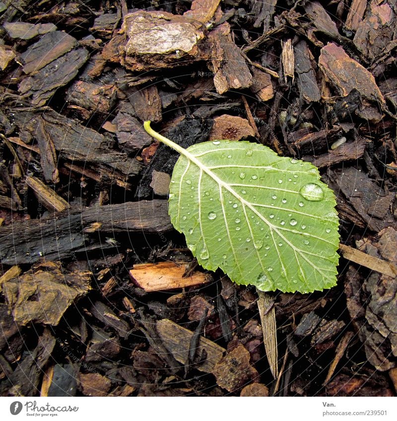 After the rain Nature Plant Rain Leaf Brown Green Beech tree Woodground 1 Drops of water Wet Damp Leaf green Lie Underside of a leaf Colour photo Exterior shot