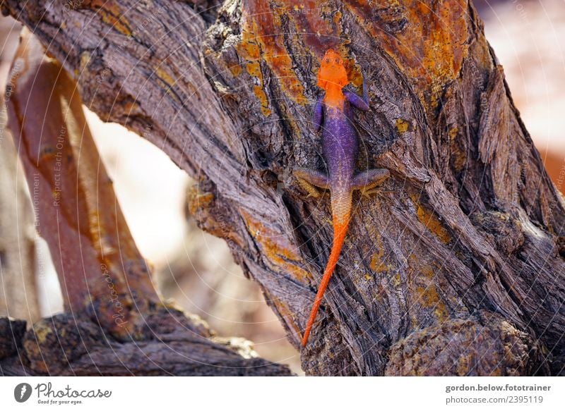 Rockagame the camouflage artist of Namibia Summer Tree Desert Namib desert agames 1 Animal Wood Hunting Crawl Exotic Fantastic Thin Speed Beautiful Blue Orange