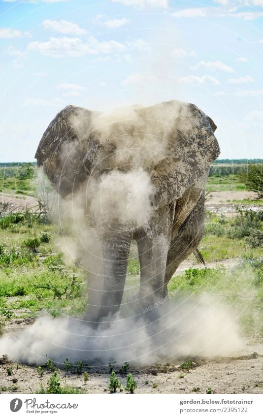 Dust Whirling Elephant in Namibia Adventure Freedom Safari Nature Landscape Earth 1 Animal Rutting season Hunting Exceptional Threat Fantastic Healthy Large