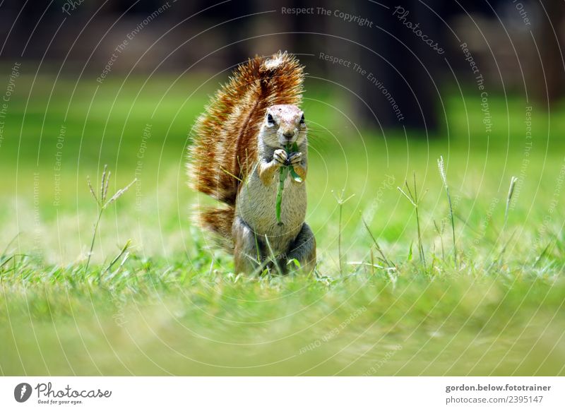 a nibbling squirrel in the meadow Nature Summer Beautiful weather Grass Park Forest Deserted Animal Wild animal 1 To feed To enjoy Attentive Watchfulness