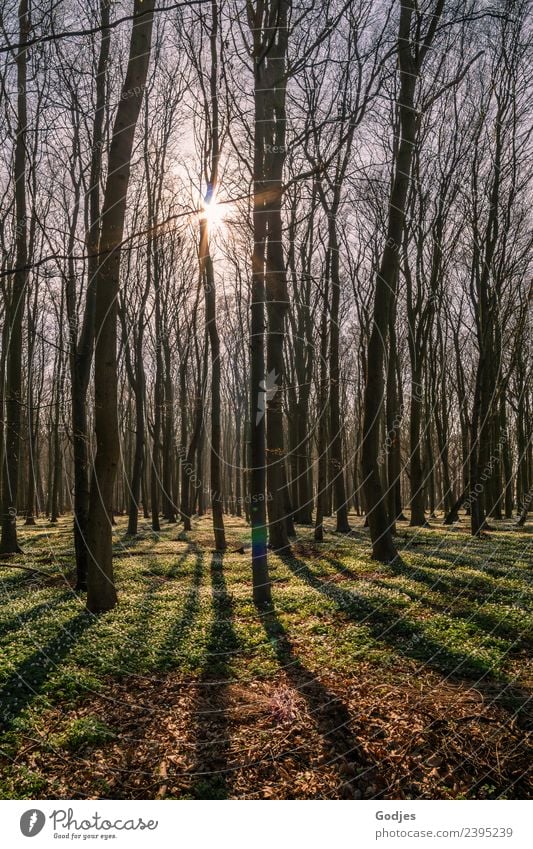 Sun star shines through a forest Nature Earth Sky Spring Plant Tree Flower Grass Moss Wild plant Anemone Forest Authentic Fresh Warmth Spring fever Optimism