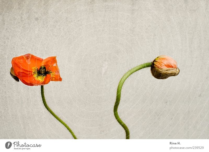 Poppy Seed Time Blossom Faded Yellow Transience Colour photo Deserted Copy Space top Bud 2 Red Stalk Blossom leave Bright background