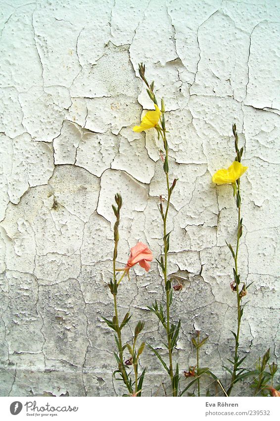 Flowers in front of a crumbly wall Environment Plant Blossom Wild plant Wall (barrier) Wall (building) Facade Concrete Blossoming Illuminate Old Esthetic