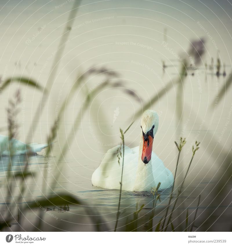swan Environment Nature Water Grass Lakeside Animal Wild animal Bird Swan 1 Observe Esthetic Beautiful Romance Feather Swan Lake Head Looking Colour photo