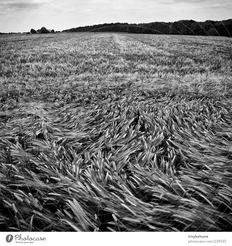 vertebra Grain Summer Monoculture Landscape Plant Agricultural crop Barley Field Forest Barleyfield Movement Growth Many Black & white photo Exterior shot