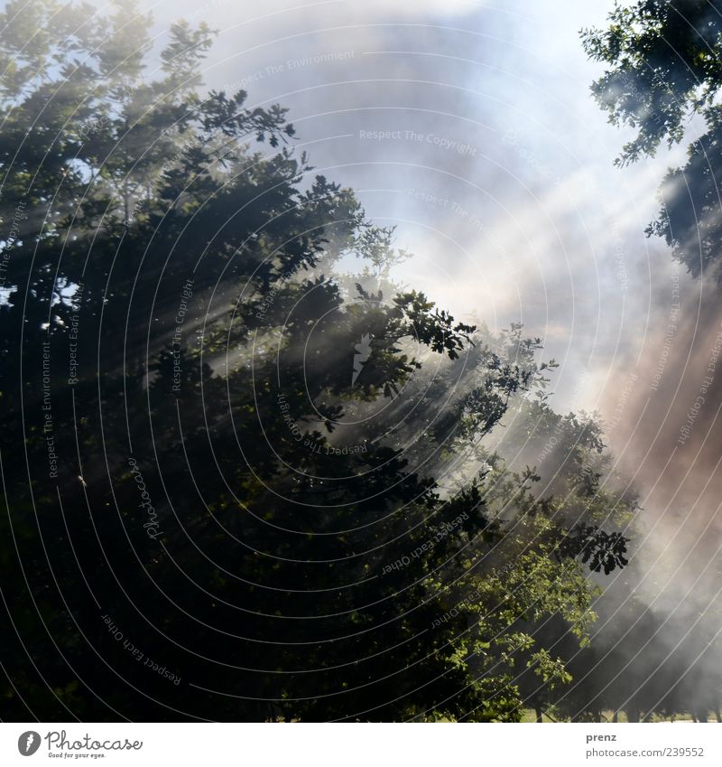 smoke and forest Environment Nature Landscape Plant Tree Leaf Forest Blue Green Deciduous tree Oak tree Smoke Sky Smoke cloud Line Branch Twig Colour photo