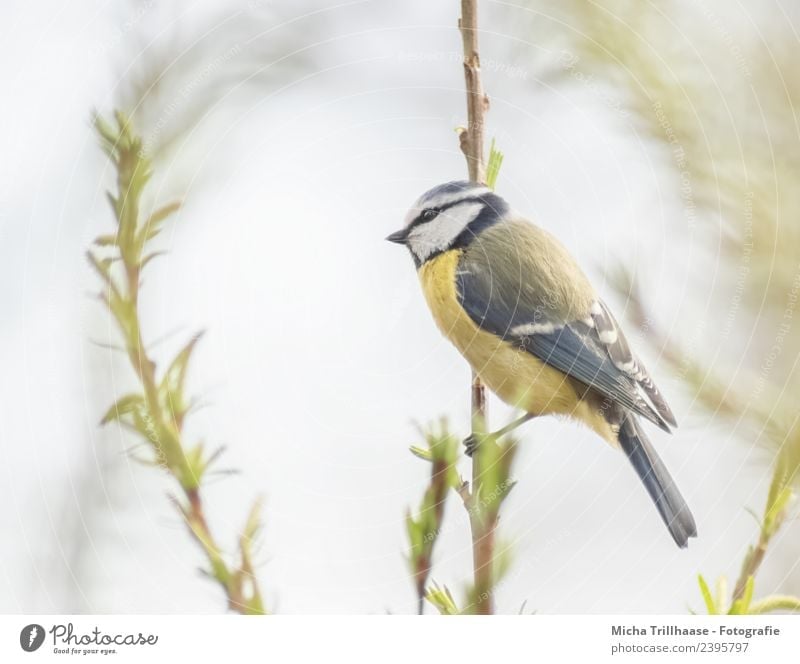 Blue tit on a branch Environment Nature Animal Sky Sun Sunlight Beautiful weather Tree Leaf Twigs and branches Wild animal Bird Animal face Wing Claw Beak