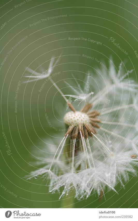 dandelion Flower Blossom Foliage plant Green Silver White Colour photo Close-up Detail Macro (Extreme close-up) Structures and shapes Copy Space left