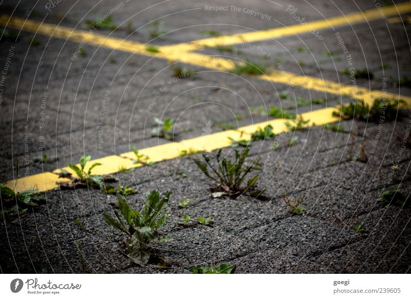 ...place Plant Weed Transport Parking lot Paving stone Stone Concrete Line Yellow Green Colour photo Exterior shot Deserted Shallow depth of field