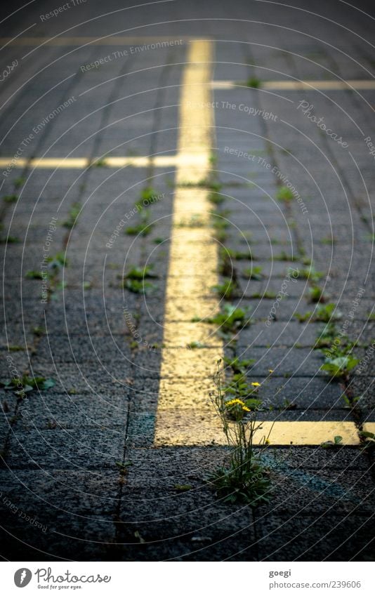 parkic Weed Transport Parking lot Paving stone Stone Concrete Line Yellow Green Colour photo Exterior shot Deserted Shallow depth of field Foliage plant Growth