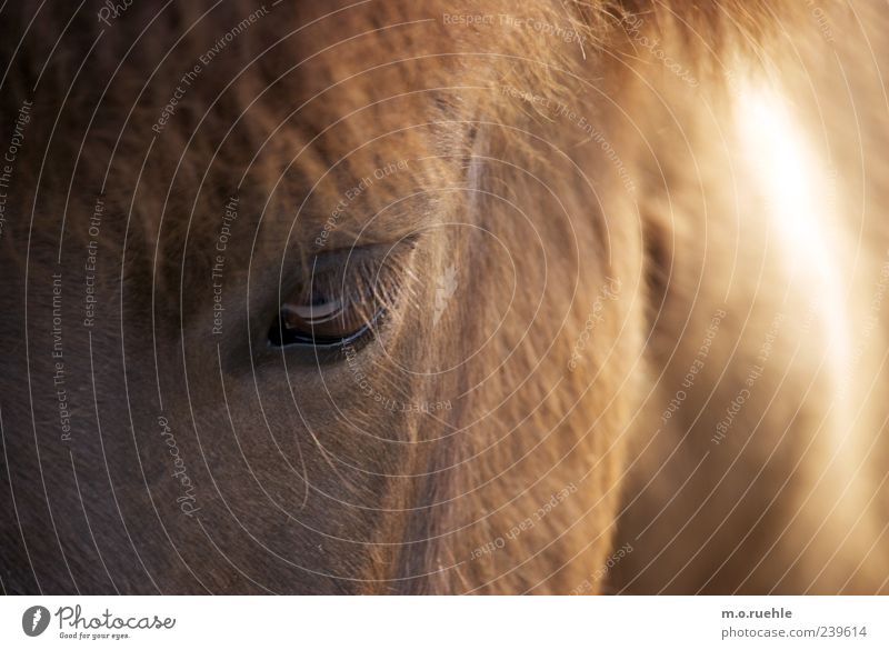 in the eye Eyes Animal Pet Horse 1 Natural Wild Soft Trust Eyelash Pony Horse's head Mane Animal face Animalistic Pelt Colour photo Deserted Copy Space left