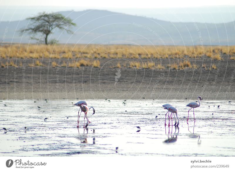 Kenya Environment Nature Landscape Earth Sand Sky Plant Tree Grass Mountain Desert Animal Wild animal Bird Flamingo To feed Walking Appetite Thirst Foraging