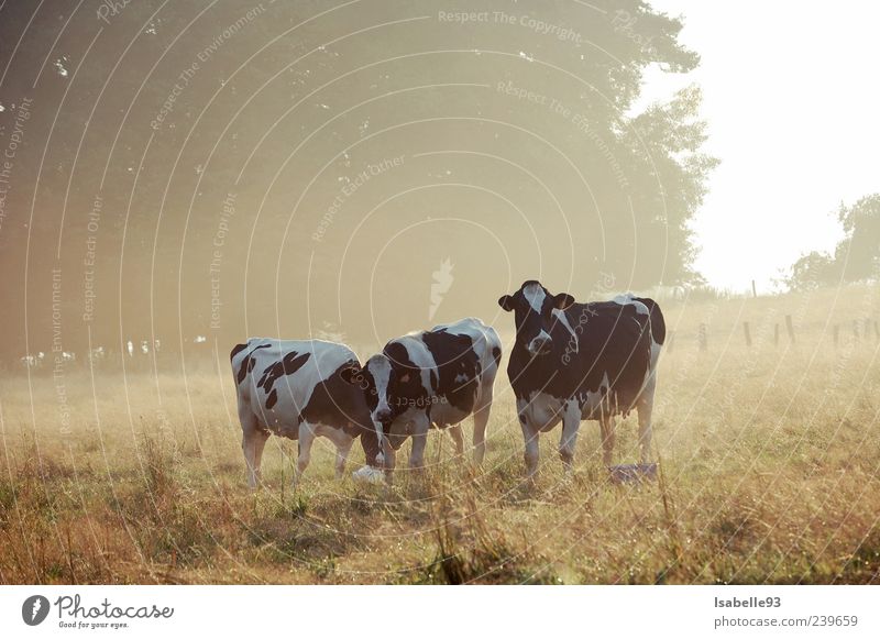 Vaches, Cows, Cows Freedom Nature Autumn Weather Fog Grass Meadow Field Animal 3 Authentic Emotions Love of animals Beautiful Calm Life Idyll Environment