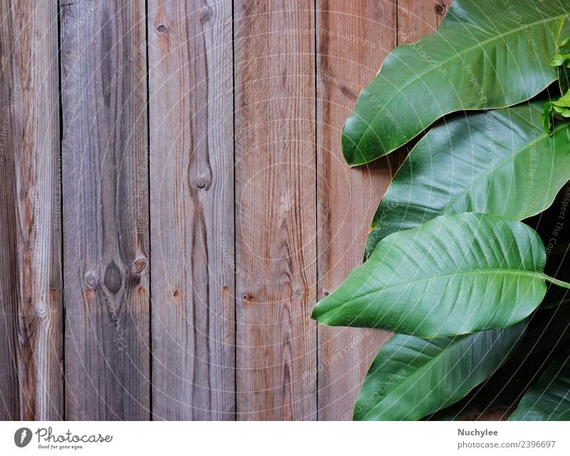 Lá xanh trên nền gỗ: Một bức hình nền gỗ được trang trí bằng những chiếc lá xanh mơn mởn, mang lại cho bạn cảm giác như đang lạc vào một khu rừng xanh mát. Những chi tiết màu sắc tinh tế kết hợp với hình nền gỗ tạo nên một không gian tràn đầy sức sống và thư giãn.