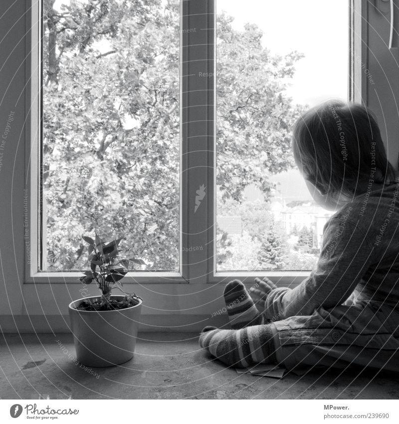 prospect Child Girl Tree Flower Window Observe Discover Small Gray Black White Window board Vantage point Striped socks Dreamily Marvel Sadness Boy (child)