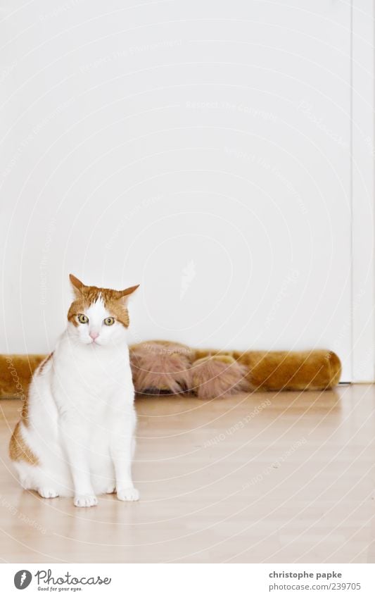 hungry unhappy cat Pet Cat 1 Animal Cute Indifference Sit White Pelt Colour photo Interior shot Copy Space top Animal portrait Brown Full-length