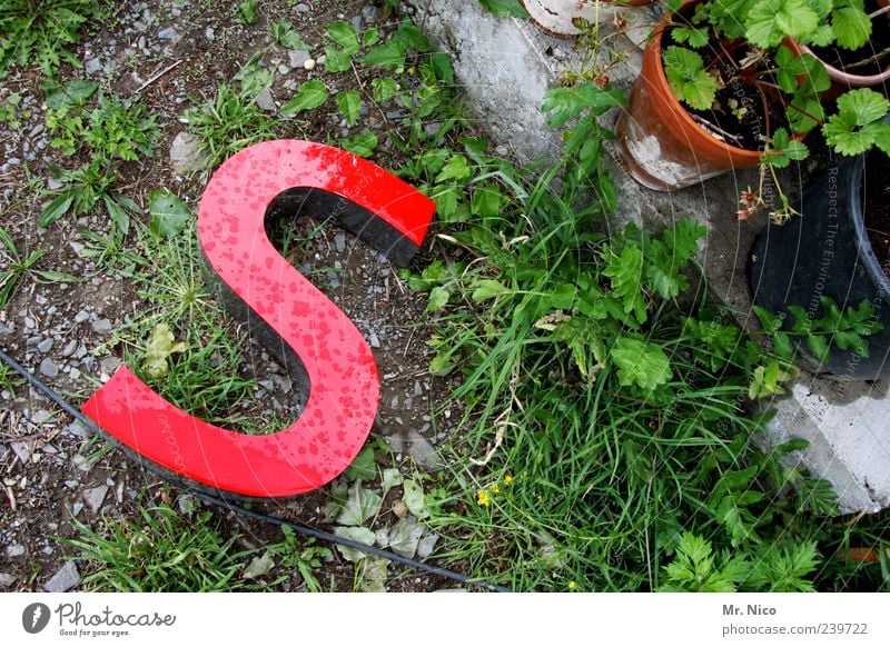 I'm buying an S. Plant Grass Bushes Garden Sign Characters Red Doomed Weed Typography Word Drop Green Ground Throw away Colour photo Deserted Capital letter 1