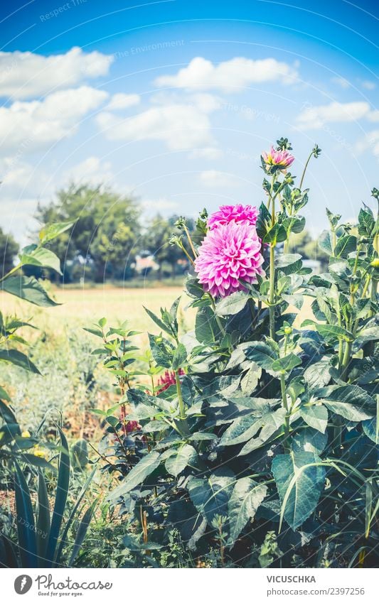 Pink dahlia flowers in the garden Lifestyle Summer Garden Nature Plant Flower Design Dahlia Colour photo Exterior shot Copy Space top Day