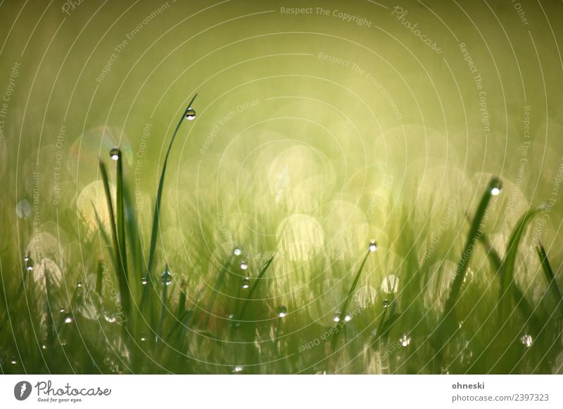 dew drops Nature Elements Drops of water Grass Blade of grass Meadow Green Moody Spring fever Anticipation To console Grateful Attentive Calm Purity Hope Dream