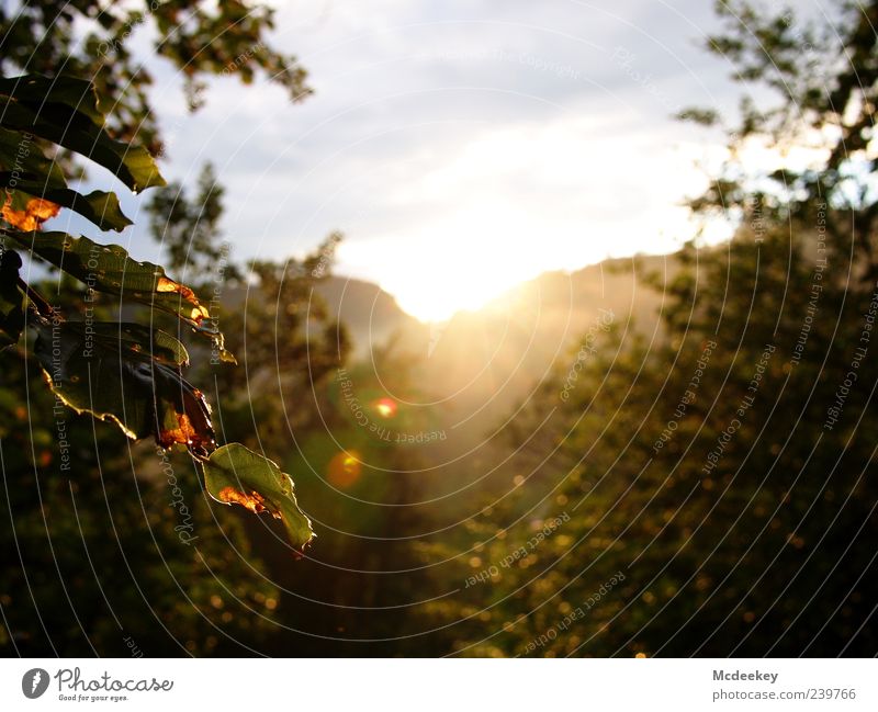 warming lens flares Nature Landscape Plant Sky Clouds Sun Sunrise Sunset Sunlight Summer Fog Tree Leaf Foliage plant Forest Mountain Wet Natural Blue Brown