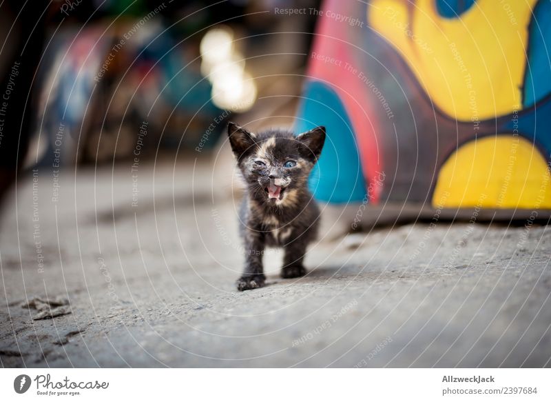 little cat yells into the camera Cat Domestic cat little kitten Kitten Baby animal Offspring Pet Beautiful Sweet Cute Deserted Tiger Scream Attack roar Meow