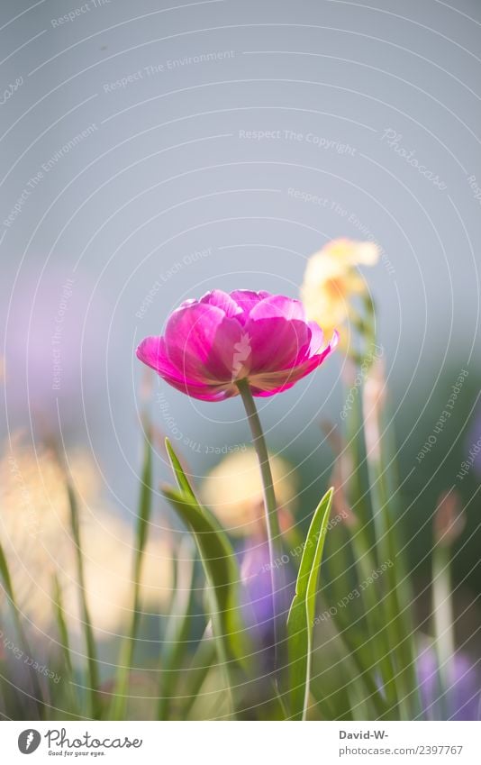 pink flower Art Artist Painting and drawing (object) Environment Nature Plant Air Sky Spring Summer Climate Flower Tulip Blossom Foliage plant Garden Park