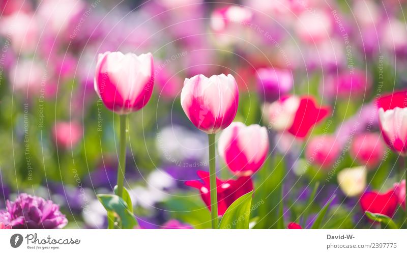 polychromy Art Painter Work of art Painting and drawing (object) Environment Nature Landscape Plant Air Spring Summer Climate Weather Beautiful weather Tulip