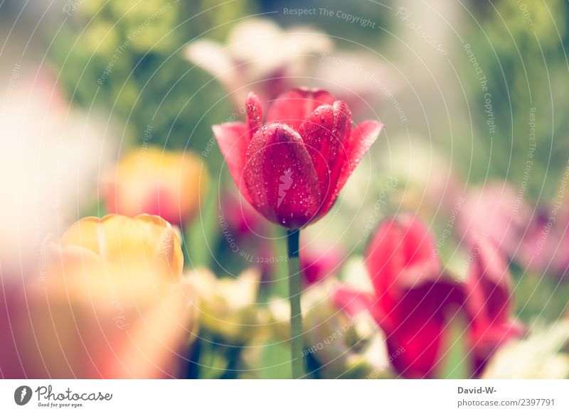 short cooling Art Artist Work of art Painting and drawing (object) Environment Nature Landscape Plant Air Sun Sunlight Climate Beautiful weather Flower Tulip