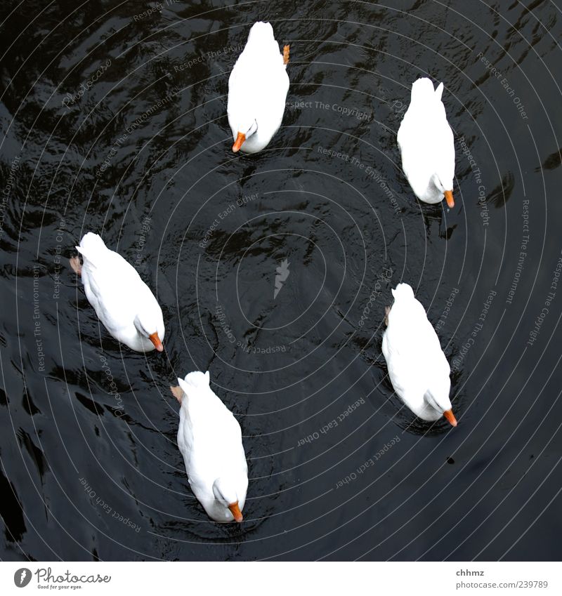 five friends Animal Water Pond Lake River Bird Duck Duck birds Group of animals Swimming & Bathing Beautiful Black White Together Attachment Float in the water