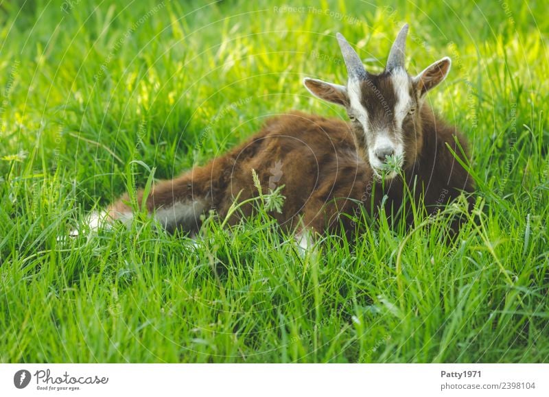 Young Thuringian Forest Goat Nature Landscape Meadow Pasture Animal Pet Farm animal Goats 1 Baby animal Lie Relaxation Idyll Colour photo Exterior shot Deserted