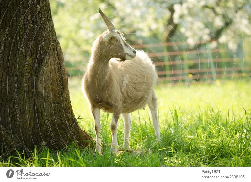 Thuringian Forest Goat Nature Landscape Meadow Pasture Animal Pet Farm animal Goats 1 Looking Stand Idyll Colour photo Exterior shot Deserted Copy Space right