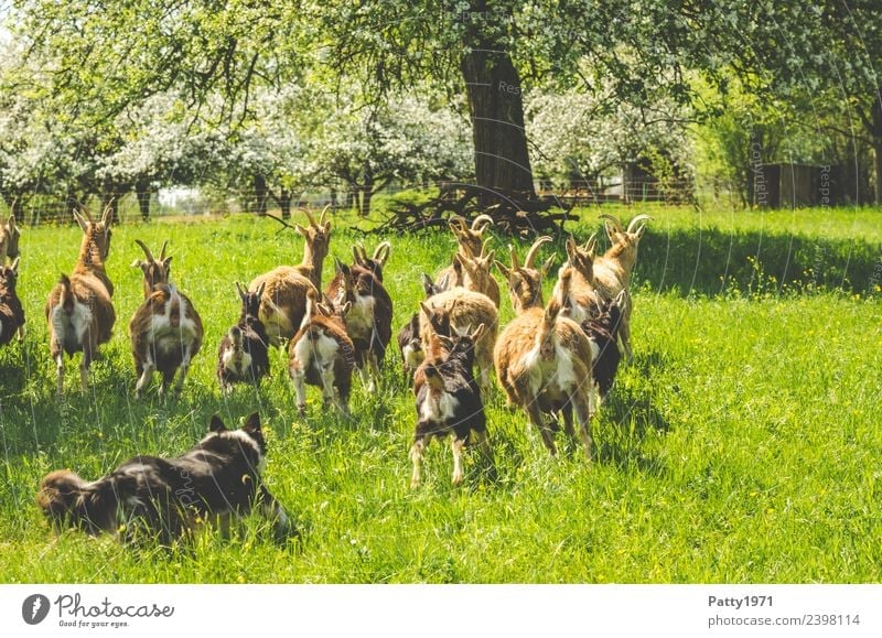 Border Collie is herding herds of goats Nature Landscape Meadow Pasture Animal Pet Farm animal Dog Goats Goat herd Herding dog Shepherd dog border collie