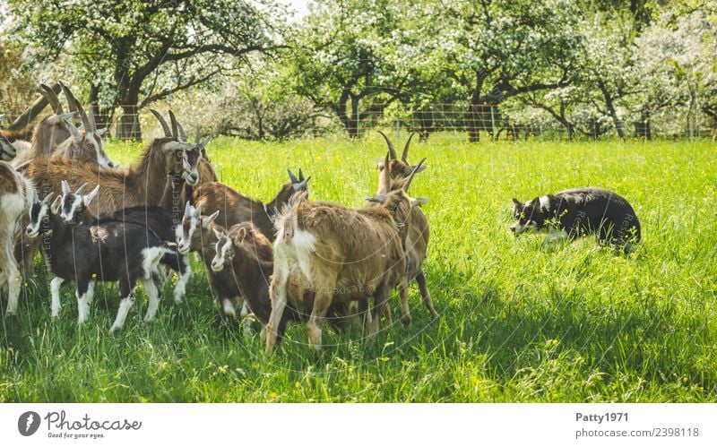 Border Collie is herding herds of goats Meadow Pasture Animal Pet Farm animal Dog Goat herd Goats border collie Herding dog Shepherd dog Thuringian Forest Goat