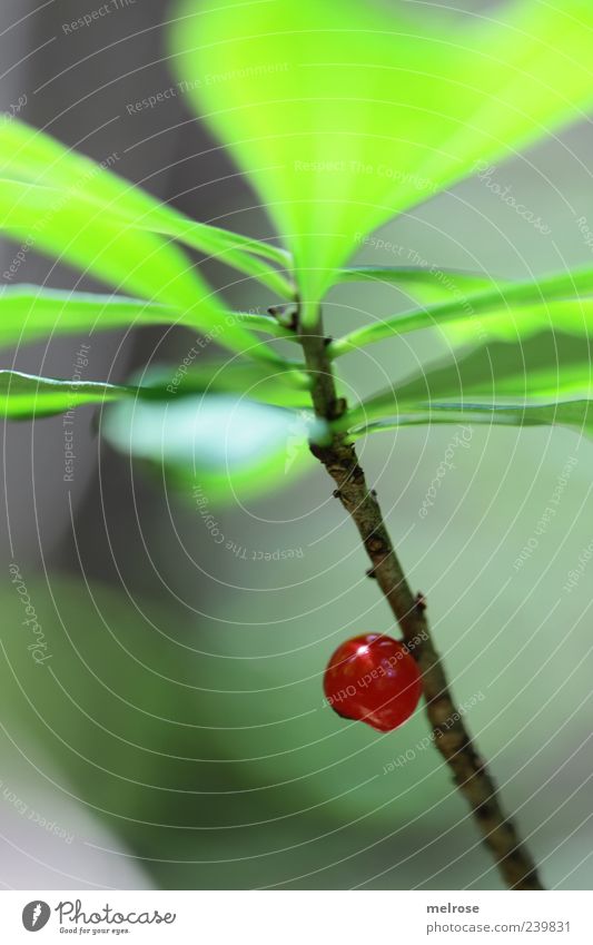 lone fighters Nature Plant Leaf Foliage plant Wild plant Fruit Berries Brown Green Red Colour photo Exterior shot Close-up Detail Deserted Neutral Background