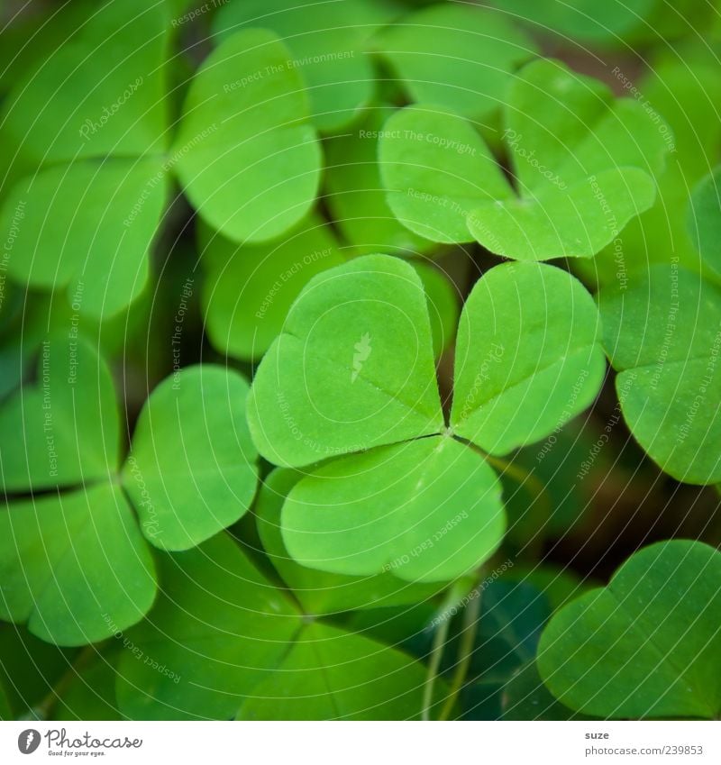 clover Happy Environment Nature Plant Foliage plant Wild plant Sign Esthetic Beautiful Many Green Emotions Clover Good luck charm Four-leafed clover Cloverleaf