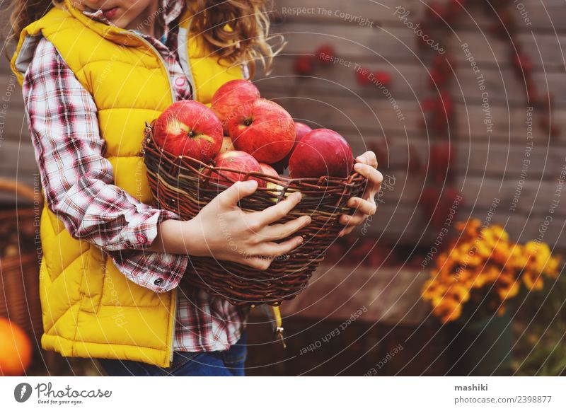 child girl picking fresh apples on the farm Fruit Apple House (Residential Structure) Garden Child Autumn Fresh Funny fall Harvest Farm Farmer home growth