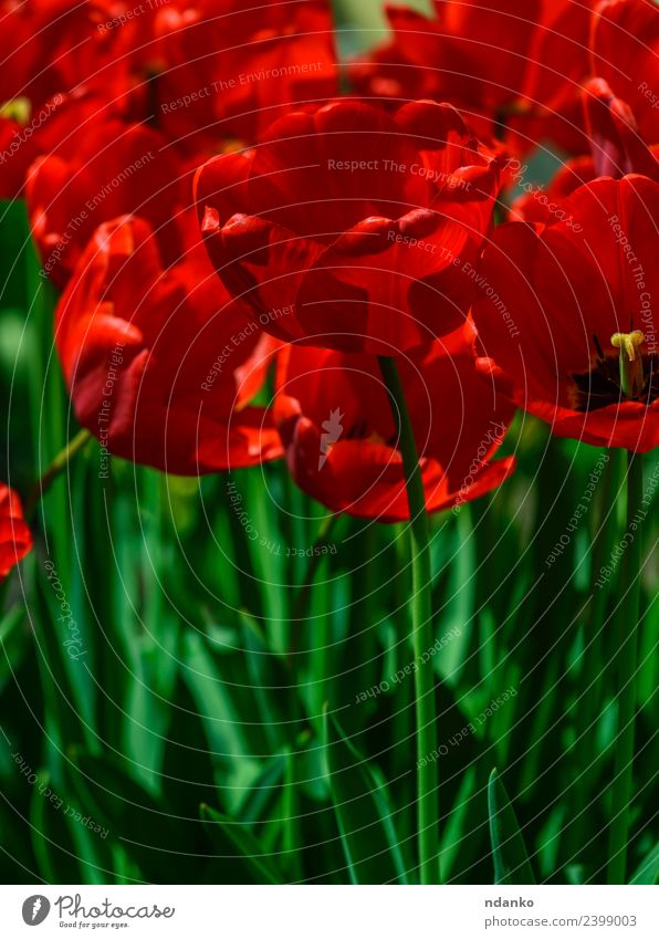 red blossoming tulips Summer Garden Nature Plant Flower Tulip Leaf Blossom Park Blossoming Fresh Bright Natural Green Red background field spring Floral