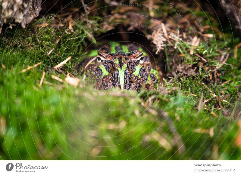 Hidden toad (green, black) looks into the camera Environment Nature Landscape Earth Moss Animal Frog Animal face Painted frog 1 Observe Exceptional Green Black
