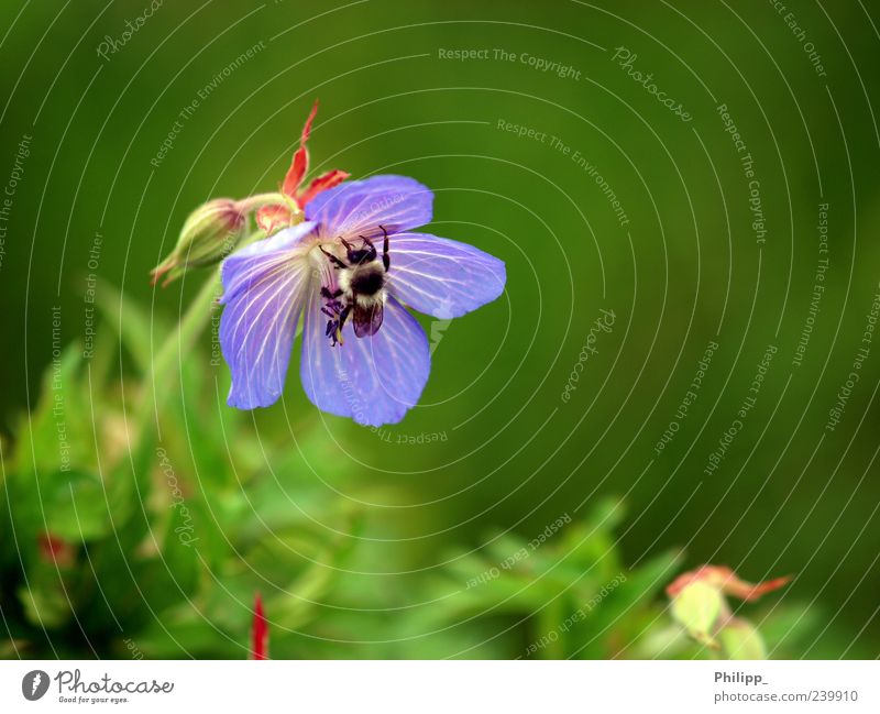 Of bumblebees and bees ... Nature Plant Animal Blossom Wild animal 1 Work and employment Sprinkle Bumble bee Blue Diligent Insect Flying Green Spring