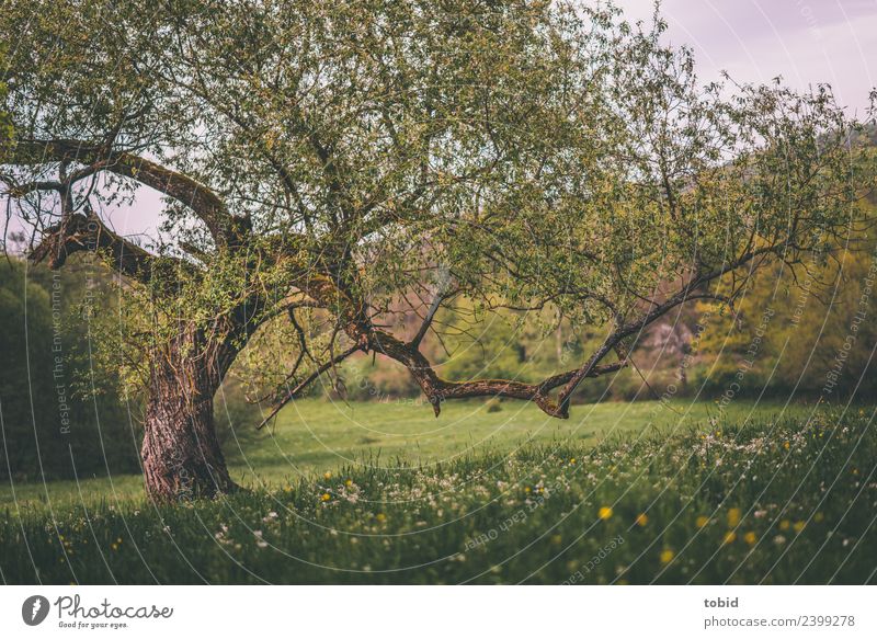 Knotty old tree Nature Landscape Plant Spring Summer Beautiful weather Tree Flower Grass Moss Meadow Forest Hill Idyll Flower meadow Tree bark Headstrong
