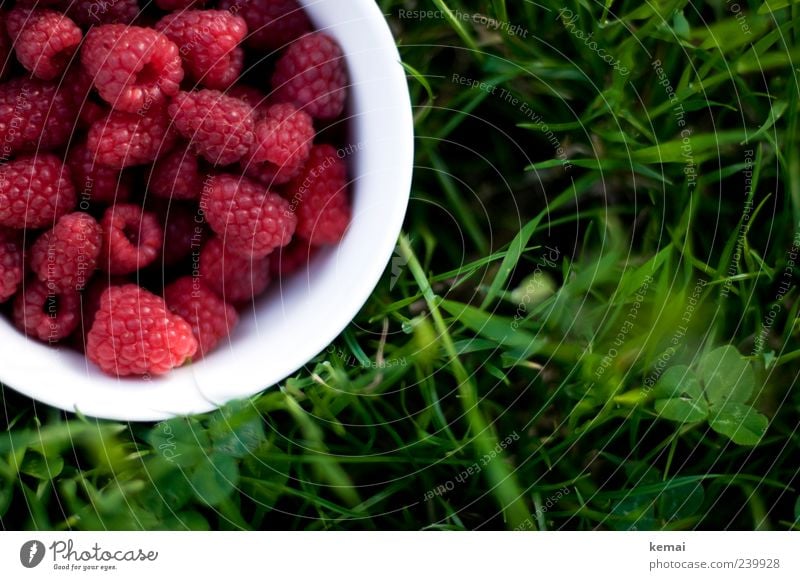 freshly picked Food Fruit Raspberry Nutrition Picnic Vegetarian diet Finger food Bowl Nature Plant Summer Grass Foliage plant Garden Meadow Fresh Healthy