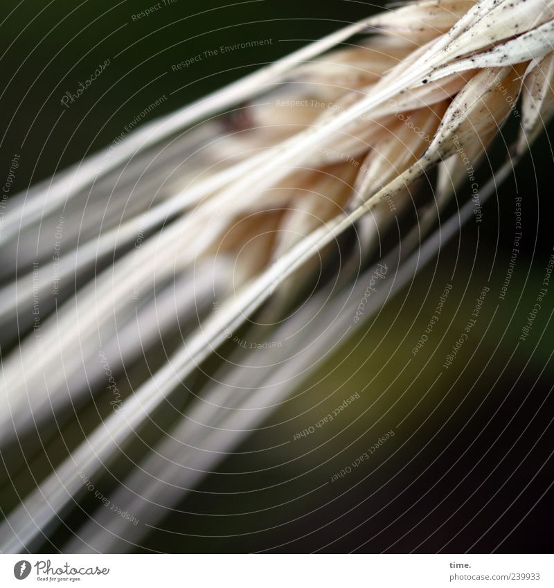 Basics of Life Food Grain Summer Agriculture Forestry Plant Growth Brown Yellow Barley Ear of corn Awn Colour photo Subdued colour Exterior shot Close-up Detail