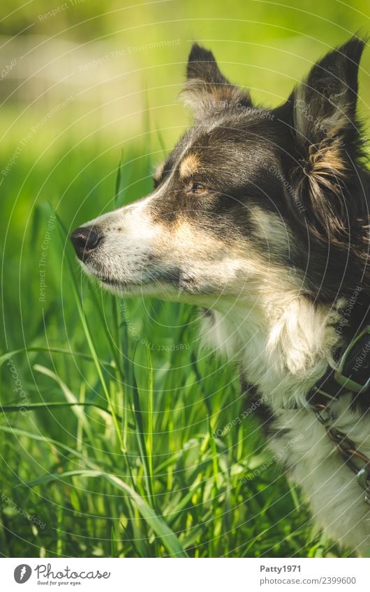 border collie Nature Landscape Grass Meadow Animal Pet Farm animal Dog Herding dog Shepherd dog Collie 1 Observe Safety Protection Attentive Watchfulness