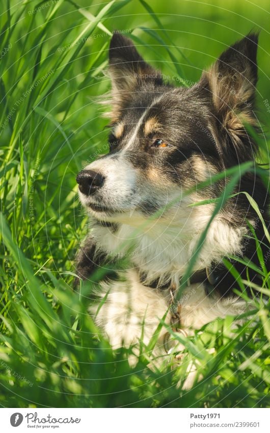border collie Nature Landscape Grass Meadow Animal Pet Farm animal Dog Shepherd dog Herding dog Collie 1 Observe Lie Safety Protection Attentive Watchfulness