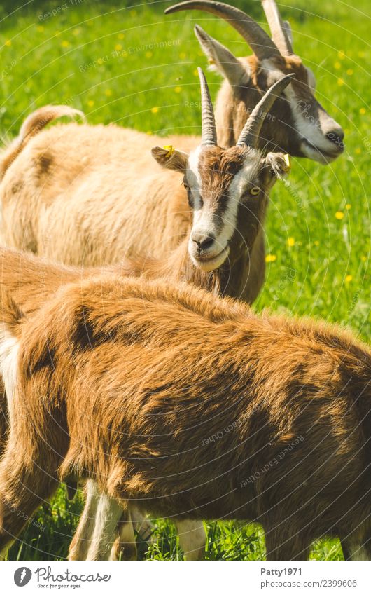 Thuringian Forest Goats Nature Landscape Meadow Pasture Animal Pet Farm animal Group of animals Herd Looking Stand Idyll Attachment Colour photo Exterior shot