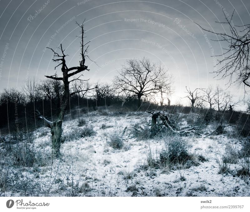 Inhospitable region Environment Nature Landscape Clouds Horizon Winter Beautiful weather Ice Frost Snow Plant Tree Bushes Branch Dark Cold Gloomy Bizarre