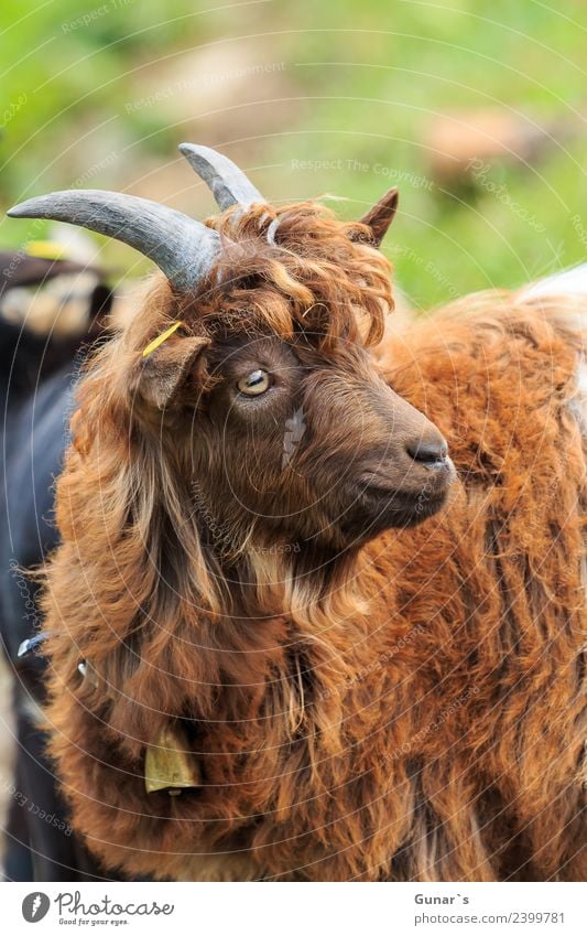 billy goat with mullet.... Animal Pet Farm animal Animal face Pelt Goats He-goat 1 Feeding Brown Green Goatherd Goatskin Goat`s cheese goat's beard Bell